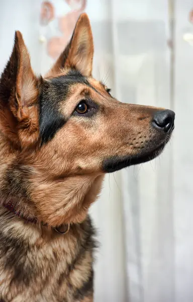Piękny Pies Mieszaniec Owczarek Niemiecki Zbliżenie — Zdjęcie stockowe