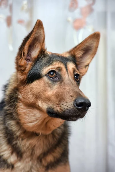 Piękny Pies Mieszaniec Owczarek Niemiecki Zbliżenie — Zdjęcie stockowe