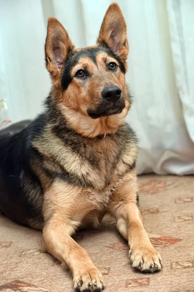 Mooie Halfbloed Hond Duitse Herder Close — Stockfoto