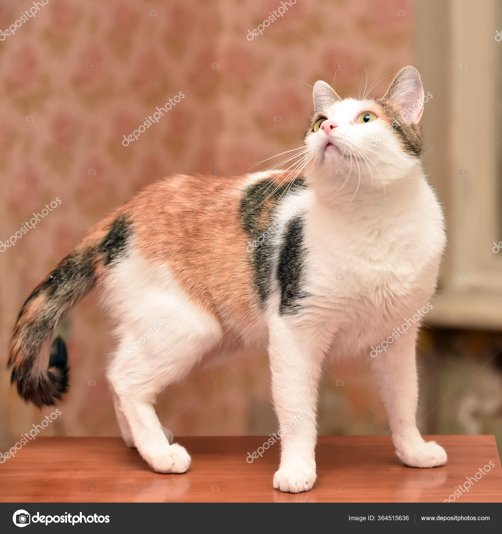 Beau Portrait Chat Tricolore Proche Image Libre De Droit Par Evdoha C