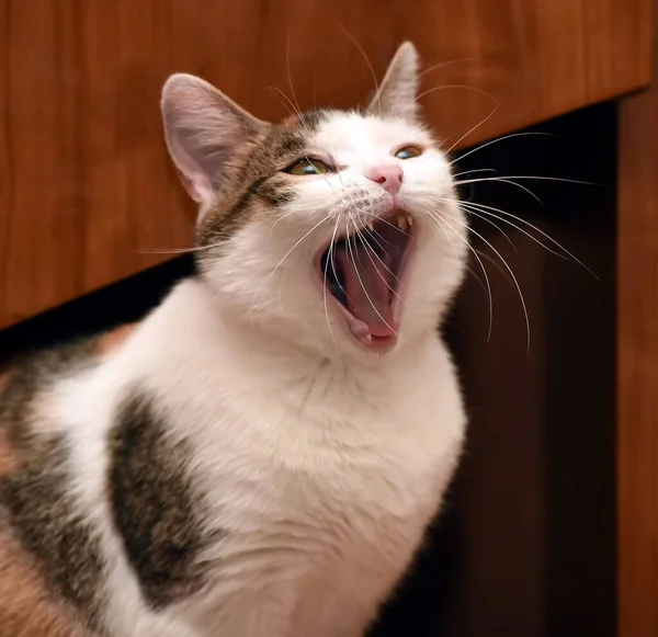 Söt Knubbig Tricolor Katt Närbild — Stockfoto