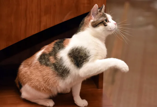 Χαριτωμένο Παχουλό Τρίχρωμη Γάτα Closeup — Φωτογραφία Αρχείου