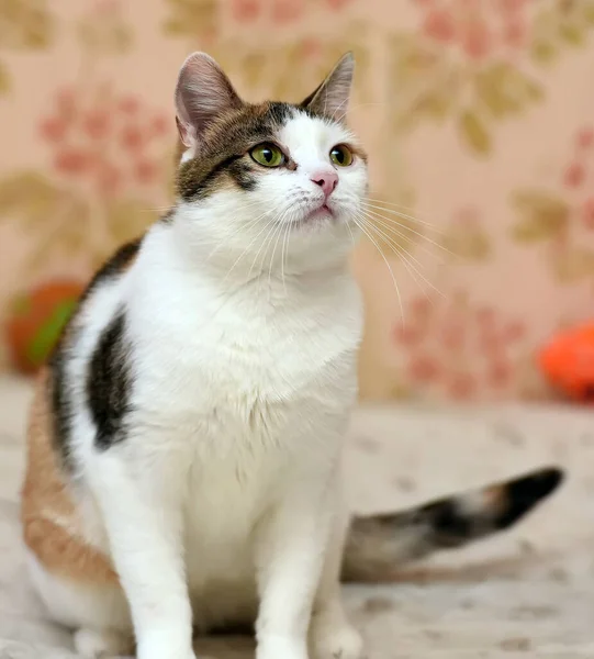 Söt Knubbig Tricolor Katt Närbild — Stockfoto