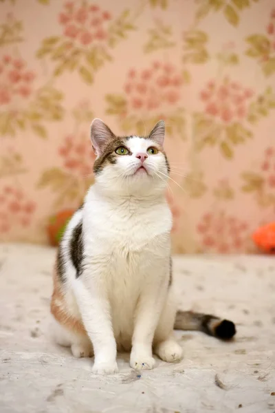 Süße Mollige Tricolor Katze Nahaufnahme — Stockfoto