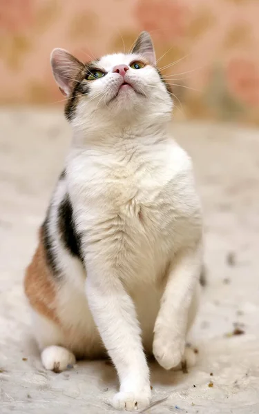 Söt Knubbig Tricolor Katt Närbild — Stockfoto