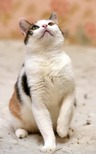 Cute Chubby Tricolor Cat Closeup — Stock Photo, Image