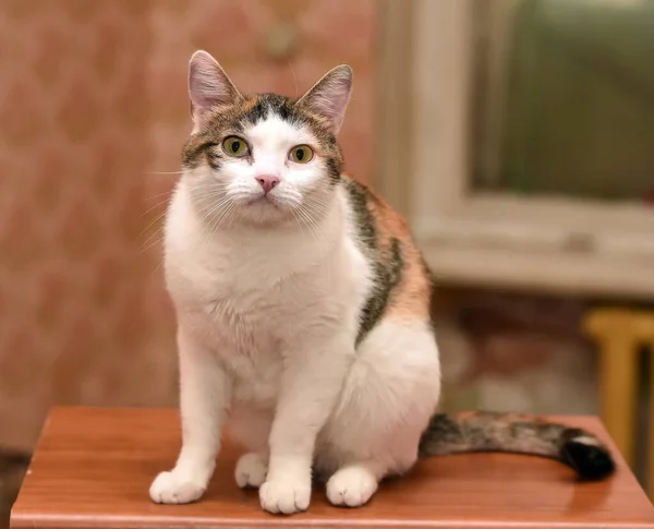 Vacker Tricolred Katt Porträtt Nära — Stockfoto