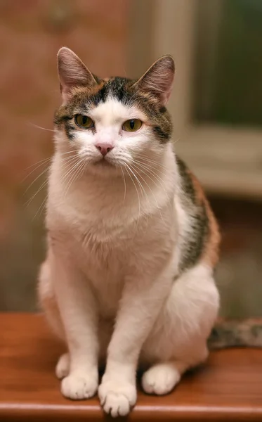 Bellissimo Ritratto Gatto Tricolore Chiudi — Foto Stock