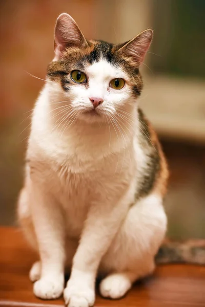 Красивий Триколірний Портрет Кішки Крупним Планом — стокове фото