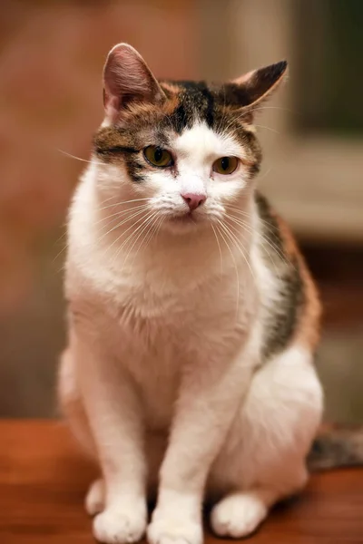 Красивый Трехцветный Портрет Кошки Близко — стоковое фото