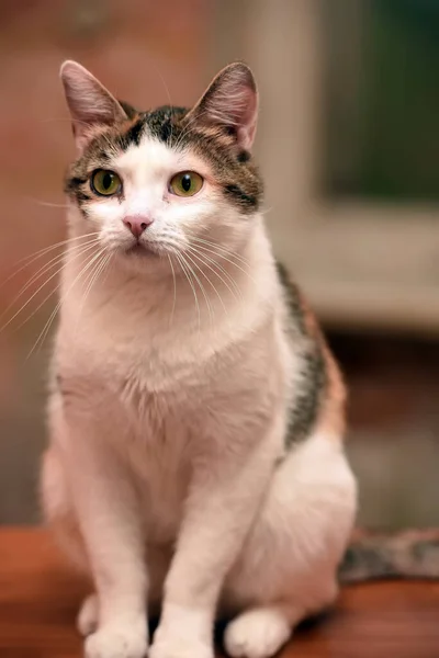 아름다운 삼색의 고양이 가까이 — 스톡 사진