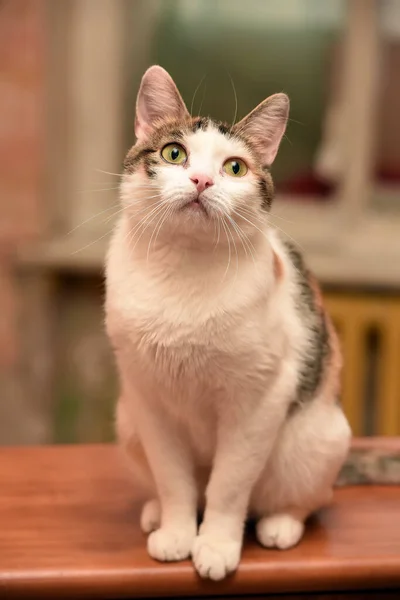 Bonito Tricolor Gato Retrato Perto — Fotografia de Stock