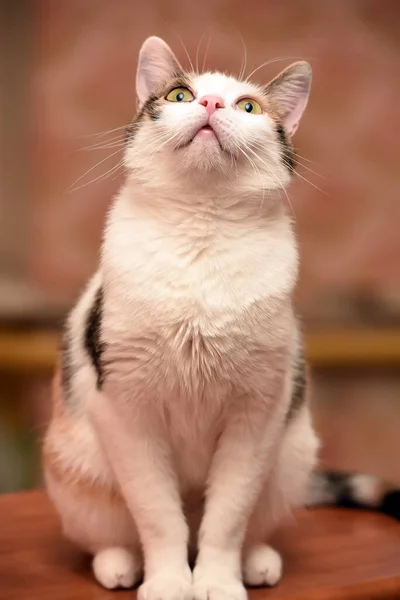 Hermoso Tricolor Gato Retrato Cerca — Foto de Stock