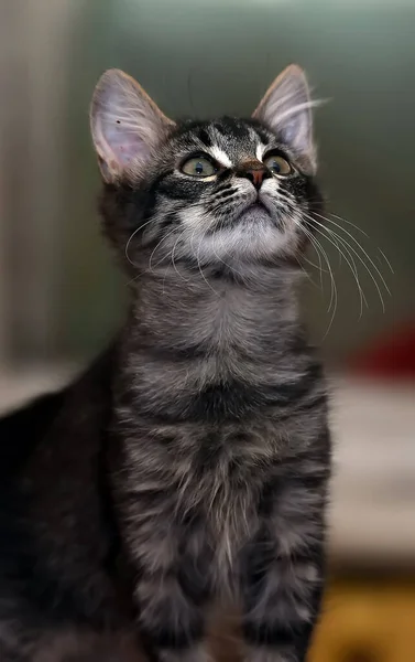 Cute Fluffy Dark Striped Kitten — Stock Photo, Image