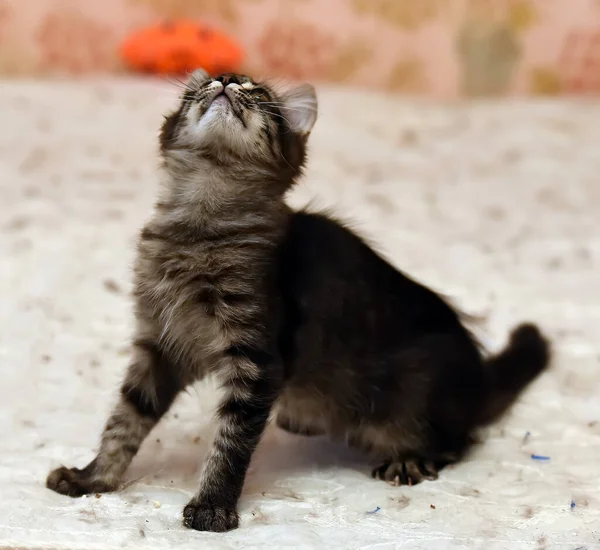 Fofo Fofo Escuro Listrado Gatinho — Fotografia de Stock