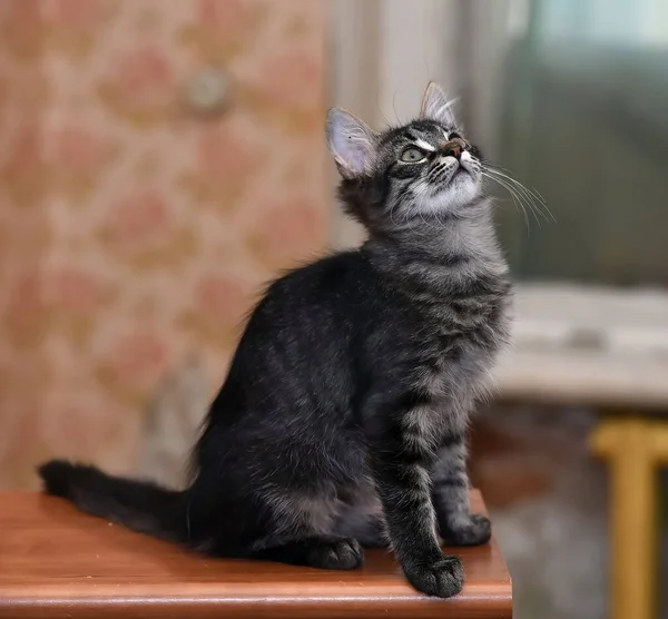 かわいいふわふわの濃い縞模様の子猫 — ストック写真