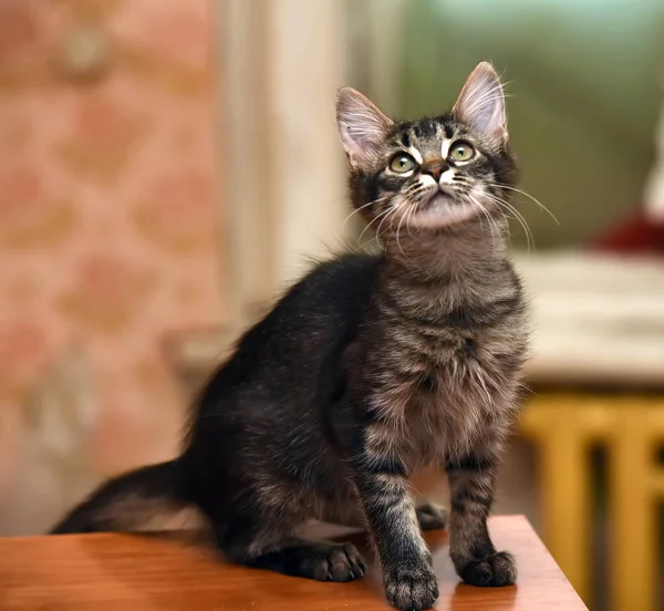 かわいいふわふわの濃い縞模様の子猫 — ストック写真