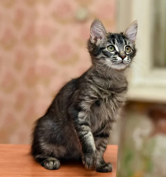 Cute Fluffy Dark Striped Kitten — Stock Photo, Image