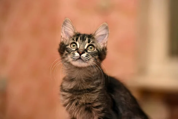 Schattig Pluizig Donker Gestreept Kitten — Stockfoto