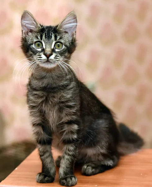 かわいいふわふわの濃い縞模様の子猫 — ストック写真