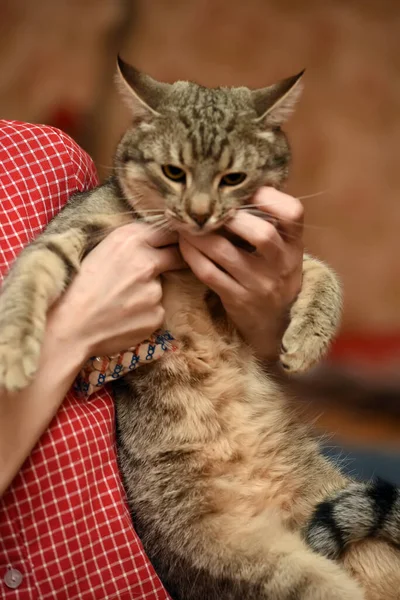 Μεγάλη Tabby Γάτα Στα Χέρια — Φωτογραφία Αρχείου