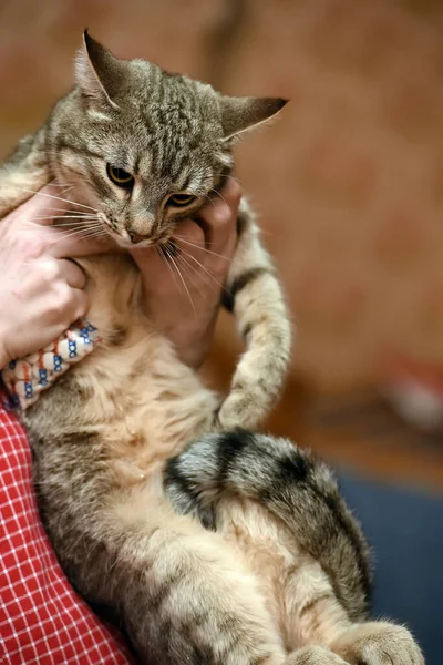 Large Tabby Cat Hands — Stock Photo, Image