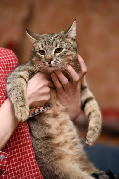 Large Tabby Cat Hands — Stock Photo, Image