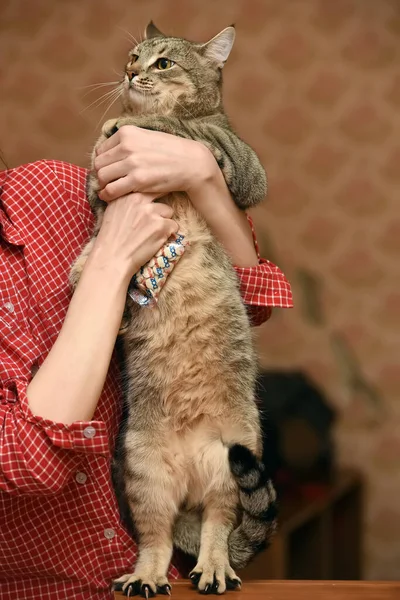 Besar Kucing Tabby Tangan — Stok Foto