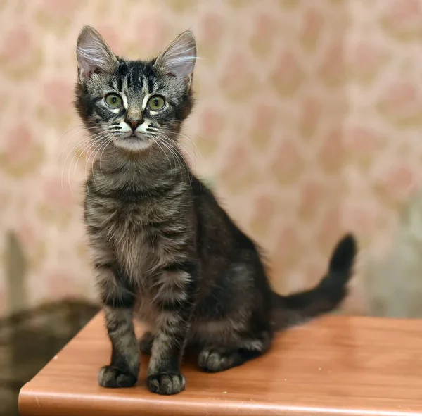 Cute Fluffy Dark Striped Kitten — Stock Photo, Image