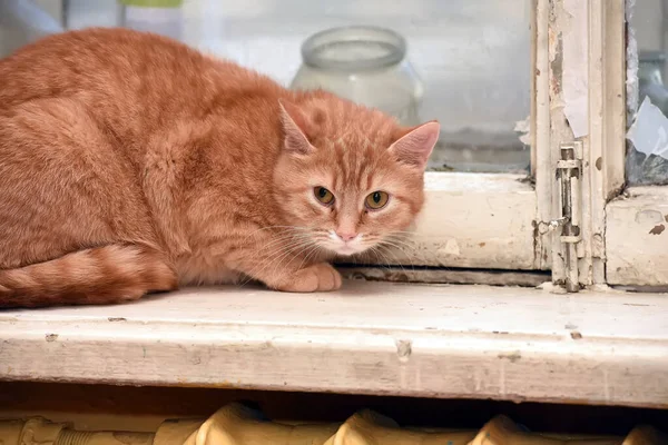 Przestraszony Czerwony Tabby Kot Schronisku — Zdjęcie stockowe