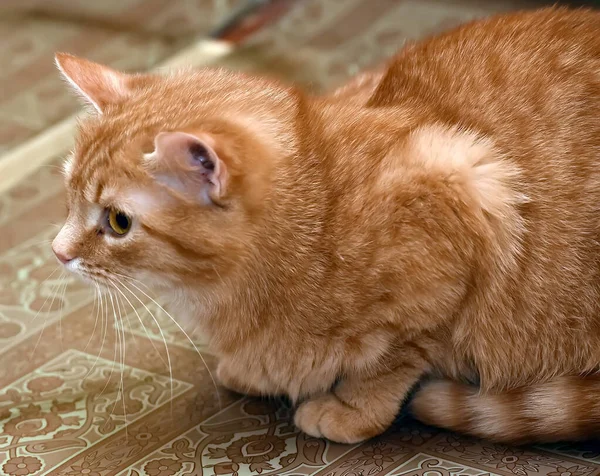 피신처에서 두려움에 식인종 고양이 — 스톡 사진