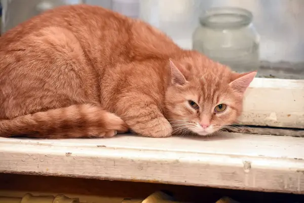 Rädd Röd Tabby Katt Skydd — Stockfoto