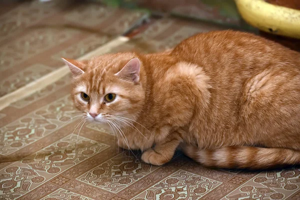 Перепуганная Рыжая Кошка Убежище — стоковое фото