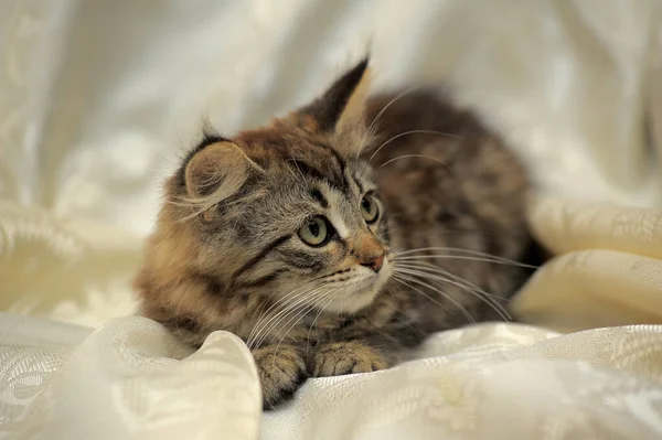 Liten Fluffig Randig Alert Kattunge Ljus Bakgrund — Stockfoto