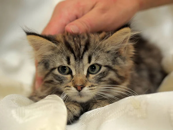 Petit Chaton Alerte Rayé Moelleux Dans Les Mains — Photo