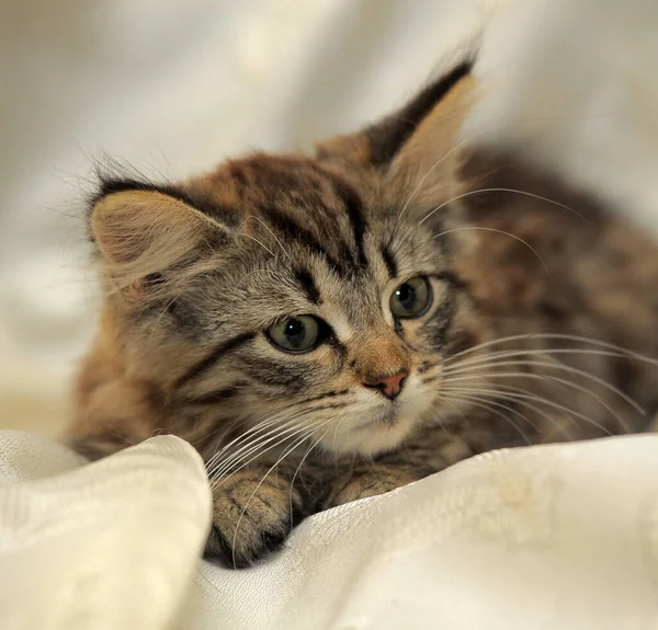 Weinig Pluizig Gestreept Alert Kitten Een Lichte Achtergrond — Stockfoto
