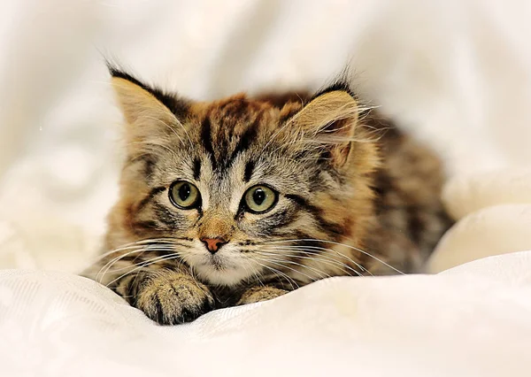 Little Fluffy Striped Alert Kitten Light Background — Stock Photo, Image