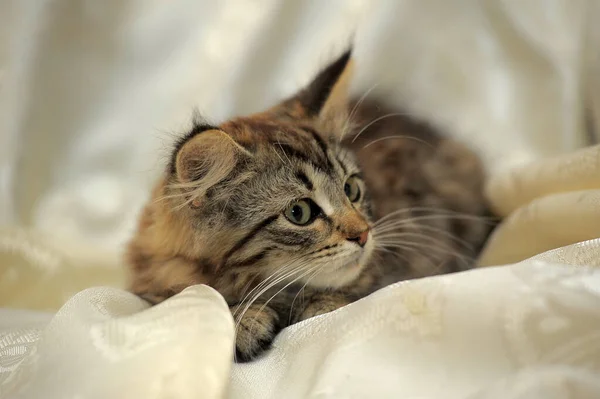 Little Fluffy Striped Alert Kitten Light Background — Stock Photo, Image
