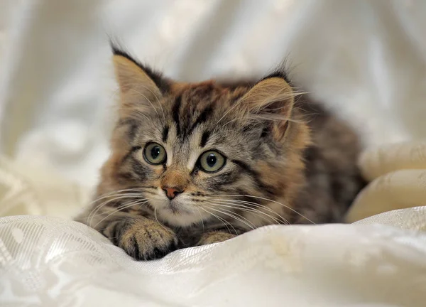 Little Fluffy Striped Alert Kitten Light Background — Stock Photo, Image