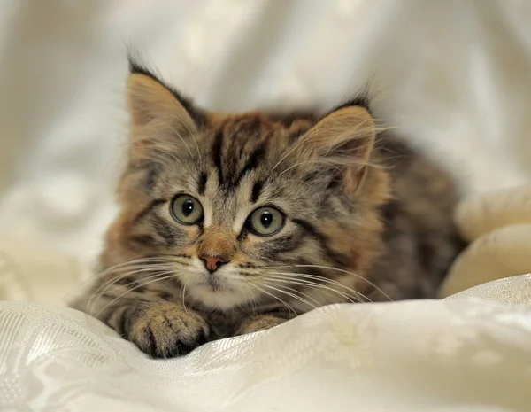 Weinig Pluizig Gestreept Alert Kitten Een Lichte Achtergrond — Stockfoto