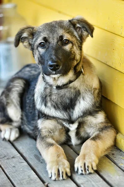 Schäferhund Mestizo Welpe Halsband — Stockfoto