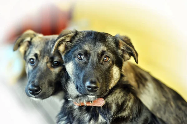 Zwei Ausgebüxte Welpen Eines Mestizen Schäferhundes Der Nähe Halsbändern — Stockfoto