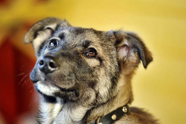 Schäferhund Mestizo Welpe Halsband — Stockfoto