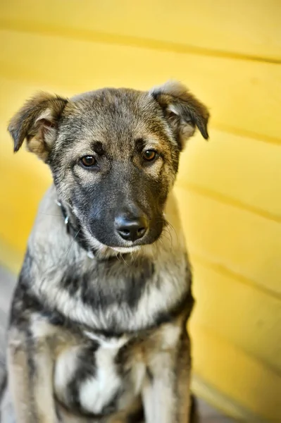 Shepherd Mestizo Puppy Collar — стоковое фото