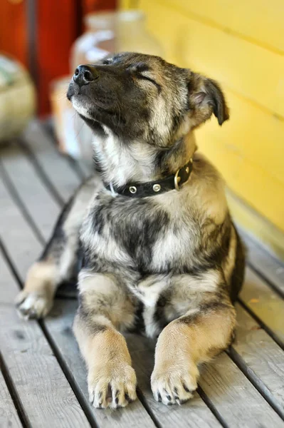 Shepherd Mestizo Puppy Collar — Stock Photo, Image