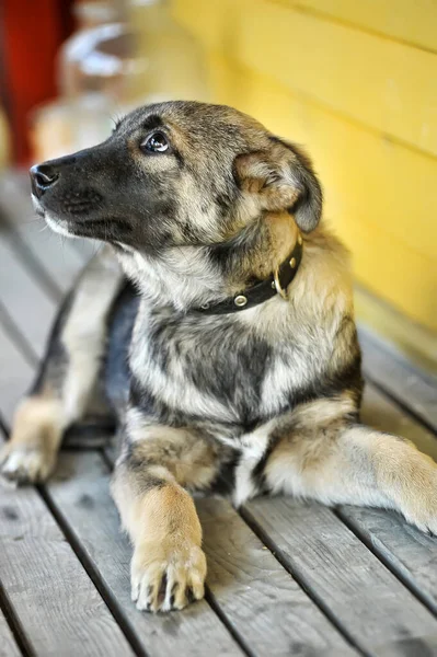 Herder Mestizo Puppy Een Halsband — Stockfoto