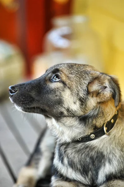 Pastor Mestizo Cachorro Collar — Foto de Stock