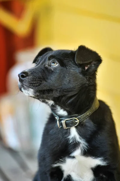Cachorro Blanco Negro Collar —  Fotos de Stock