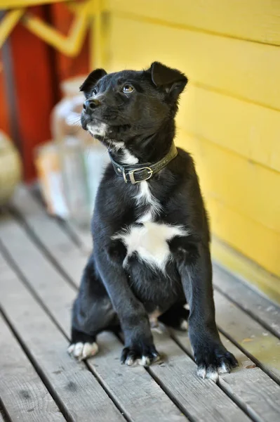 Black White Puppy Collar — Stock Photo, Image