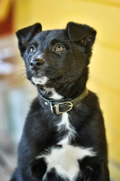 Cachorro Preto Branco Colarinho — Fotografia de Stock